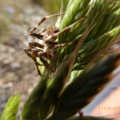 Araneus sp. (genus) at Molonglo Valley, ACT - 31 Oct 2019