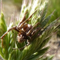 Araneus sp. (genus) at Molonglo Valley, ACT - 31 Oct 2019