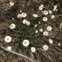 Helichrysum calvertianum (Everlasting Daisy) at Wingecarribee Local Government Area - 5 Nov 2019 by Margot