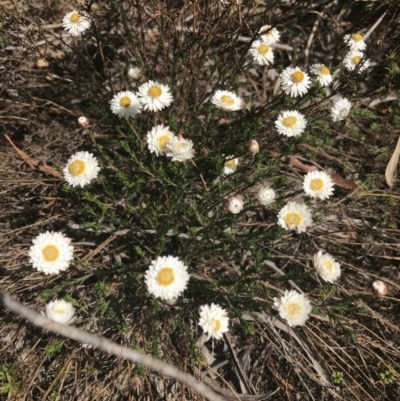 Helichrysum calvertianum (Everlasting Daisy) at Mittagong, NSW - 5 Nov 2019 by Margot