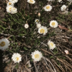 Helichrysum calvertianum at Mittagong, NSW - suppressed