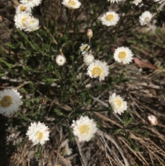 Helichrysum calvertianum at Mittagong, NSW - 5 Nov 2019