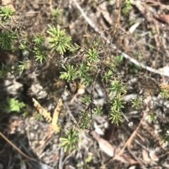 Helichrysum calvertianum at Mittagong, NSW - suppressed