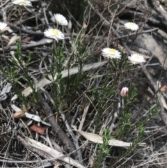 Helichrysum calvertianum at Mittagong, NSW - 5 Nov 2019