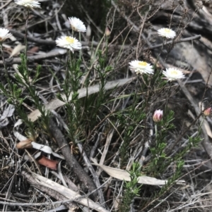 Helichrysum calvertianum at Mittagong, NSW - 5 Nov 2019