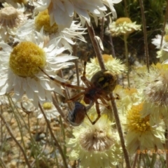 Araneus hamiltoni (Hamilton's Orb Weaver) at Molonglo Valley, ACT - 30 Oct 2019 by AndyRussell