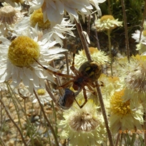 Araneus hamiltoni at Molonglo Valley, ACT - 31 Oct 2019 08:42 AM