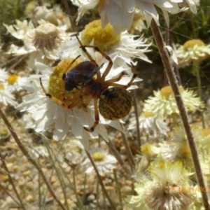 Araneus hamiltoni at Molonglo Valley, ACT - 31 Oct 2019 08:42 AM