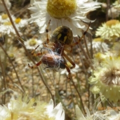 Araneus hamiltoni at Molonglo Valley, ACT - 31 Oct 2019