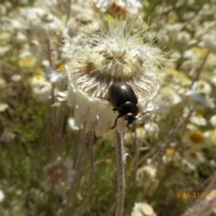 Chrysolina quadrigemina at Molonglo Valley, ACT - 31 Oct 2019