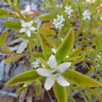 Philotheca myoporoides (Long-leaf Wax-Flower) at Molonglo Valley, ACT - 30 Oct 2019 by AndyRussell