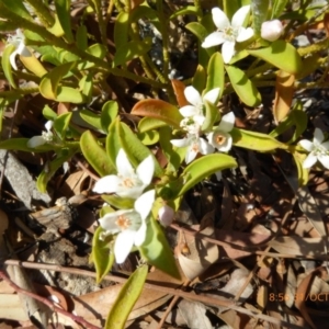 Philotheca myoporoides at Molonglo Valley, ACT - 31 Oct 2019