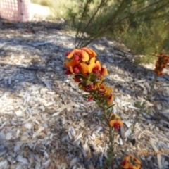 Dillwynia sp. Yetholme (P.C.Jobson 5080) NSW Herbarium at Molonglo Valley, ACT - 30 Oct 2019 by AndyRussell