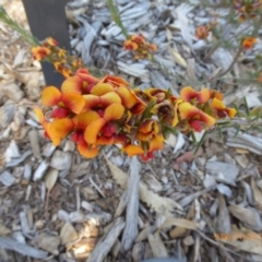 Dillwynia sp. Yetholme (P.C.Jobson 5080) NSW Herbarium at Molonglo Valley, ACT - 31 Oct 2019