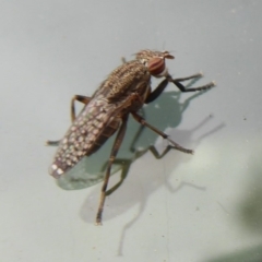 Platystomatidae (family) (Unidentified signal fly) at Dunlop, ACT - 22 Nov 2019 by Christine