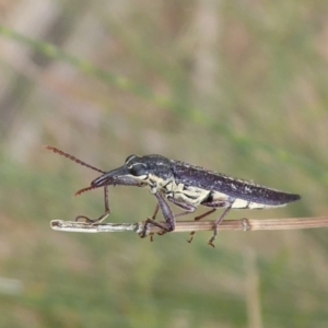 Rhinotia sp. (genus) at Dunlop, ACT - 22 Nov 2019