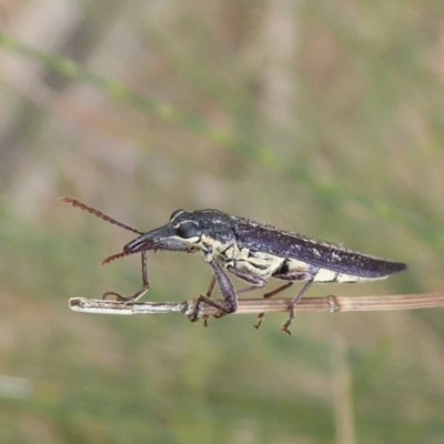 Rhinotia sp. (genus) (Unidentified Rhinotia weevil) at Dunlop, ACT - 22 Nov 2019 by Christine