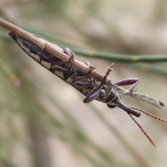 Rhinotia sp. (genus) at Dunlop, ACT - 22 Nov 2019 08:21 AM