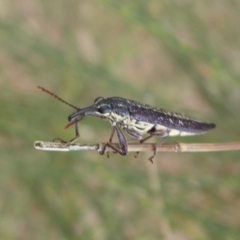 Rhinotia sp. (genus) at Dunlop, ACT - 22 Nov 2019 08:21 AM