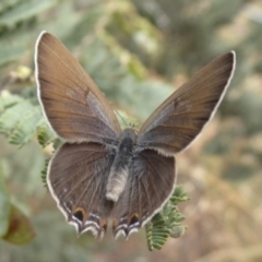 Jalmenus icilius (Amethyst Hairstreak) at Dunlop, ACT - 21 Nov 2019 by Christine