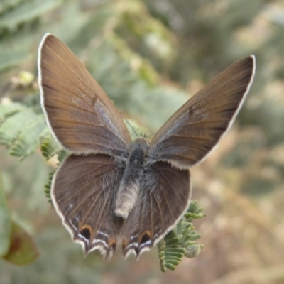 Jalmenus icilius (Amethyst Hairstreak) at Dunlop, ACT - 22 Nov 2019 by Christine