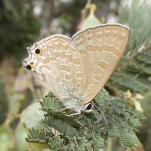 Jalmenus icilius at Dunlop, ACT - 22 Nov 2019 08:50 AM