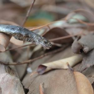 Pseudonaja textilis at Karabar, NSW - 22 Nov 2019