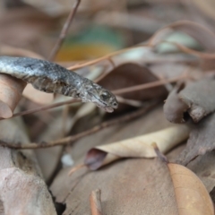 Pseudonaja textilis (Eastern Brown Snake) at Karabar, NSW - 22 Nov 2019 by LyndalT