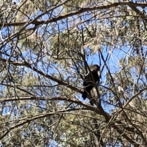 Calyptorhynchus lathami lathami at Woodlands, NSW - 11 Nov 2019