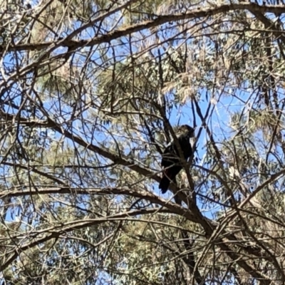Calyptorhynchus lathami (Glossy Black-Cockatoo) at Wingecarribee Local Government Area - 11 Nov 2019 by haynesb