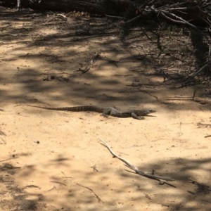 Varanus rosenbergi at Woodlands, NSW - suppressed