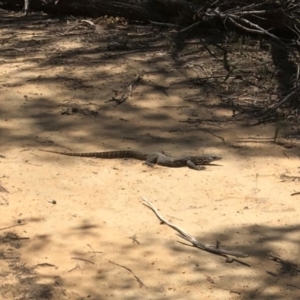 Varanus rosenbergi at Woodlands, NSW - 14 Nov 2019