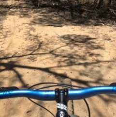 Varanus rosenbergi at Woodlands, NSW - suppressed