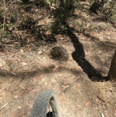 Tachyglossus aculeatus (Short-beaked Echidna) at Wingecarribee Local Government Area - 20 Nov 2019 by haynesb