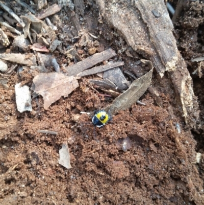 Commius elegans (Cherry Ballart Shield Bug) at Wingecarribee Local Government Area - 21 Nov 2019 by Charwood