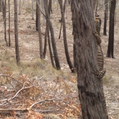 Varanus varius (Lace Monitor) at Rugosa - 22 Nov 2019 by SenexRugosus