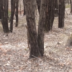 Varanus varius at Yass River, NSW - suppressed