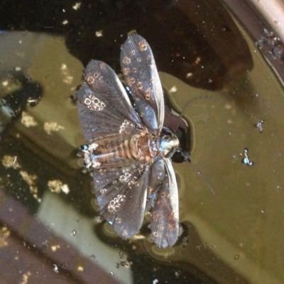 Blattodea (order) (Unidentified cockroach) at Aranda, ACT - 20 Nov 2019 by KMcCue