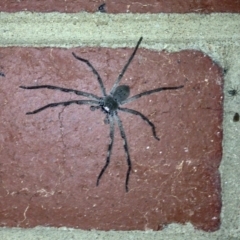 Isopeda (genus) (Huntsman Spider) at Lyneham, ACT - 21 Nov 2019 by KMcCue