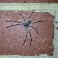 Isopeda sp. (genus) (Huntsman Spider) at Lyneham, ACT - 21 Nov 2019 by KMcCue