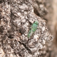 Primeuchroeus sp. (genus) (Cuckoo Wasp) at Callum Brae - 22 Nov 2019 by cherylhodges