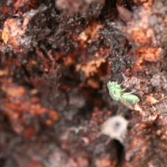 Primeuchroeus sp. (genus) at Callum Brae - 22 Nov 2019