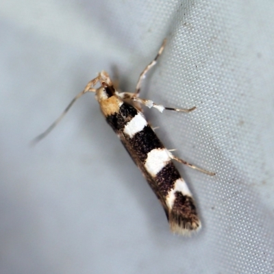 Limnaecia camptosema (Cosmopterigid) at Rosedale, NSW - 16 Nov 2019 by ibaird