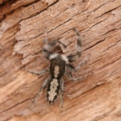 Ocrisiona leucocomis (White-flecked Crevice-dweller) at Callum Brae - 22 Nov 2019 by cherylhodges