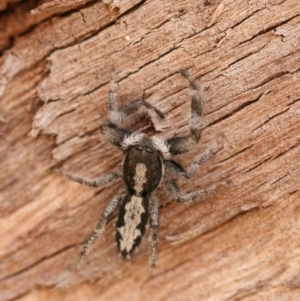 Ocrisiona leucocomis at Symonston, ACT - 22 Nov 2019 01:33 PM