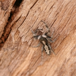 Ocrisiona leucocomis at Symonston, ACT - 22 Nov 2019 01:33 PM