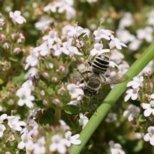 Megachile (Eutricharaea) serricauda at Jerrabomberra, NSW - 20 Nov 2019