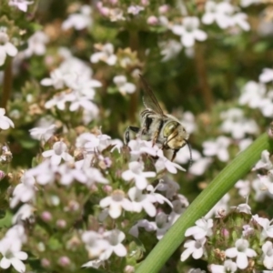 Megachile (Eutricharaea) serricauda at Jerrabomberra, NSW - 20 Nov 2019