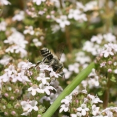 Megachile (Eutricharaea) serricauda at Jerrabomberra, NSW - 20 Nov 2019 03:39 PM