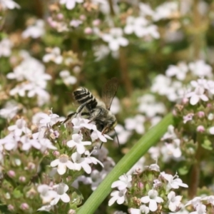 Megachile (Eutricharaea) serricauda at Jerrabomberra, NSW - 20 Nov 2019